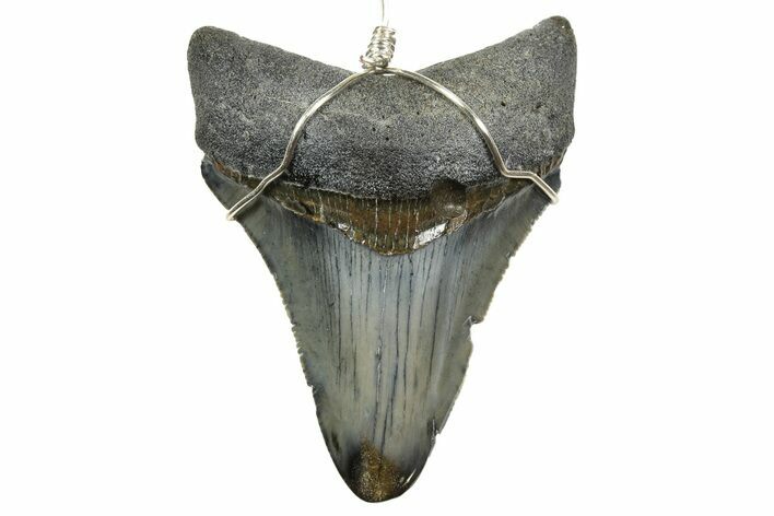 Fossil Juvenile Megalodon Tooth Necklace - South Carolina #240685